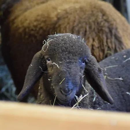 Forster's Naturresort Hotel Neustift im Stubaital