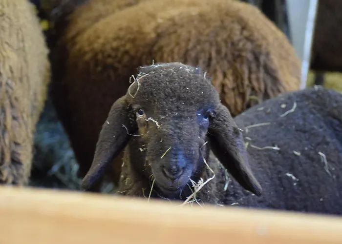 Forster's Naturresort Neustift im Stubaital